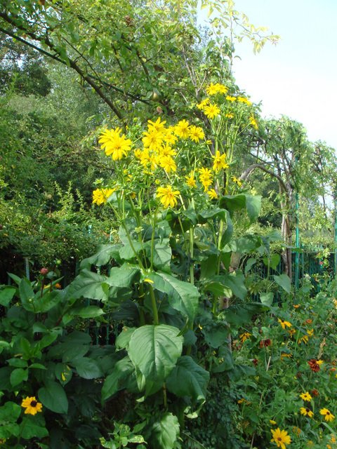 Silphium perfoliatum